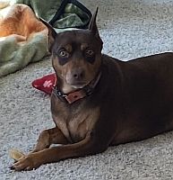 Dylan
