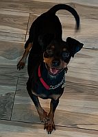 Peanut