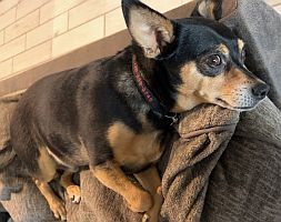 Rocky
