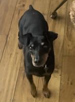 Scout